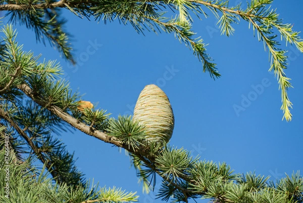 Fototapeta Close-up of Blue Atlas Cedar (Cedrus Atlantica Glauca tree) branch with large, elongated cone and green needles, framed against clear blue sky