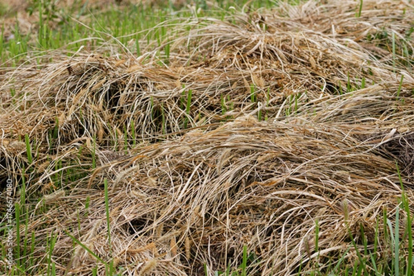Fototapeta 刈り取られた草