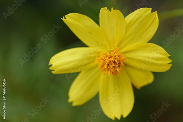 Fototapeta キバナコスモスのクローズアップ01