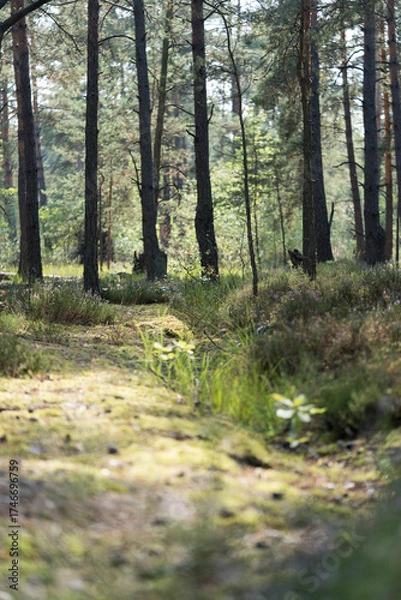 Obraz Calm forest path surrounded by trees with sunlight filtering through the branches