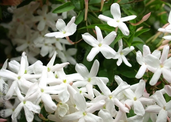 Obraz 羽衣ジャスミンの花、ジャスミン、背景素材、クローズアップ