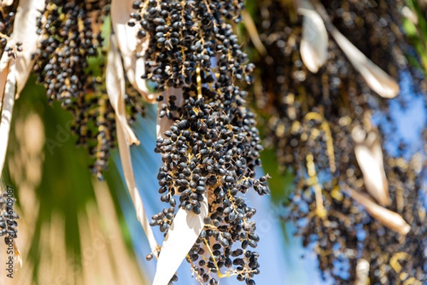 Fototapeta Cluster of acai berries, fruits of acai palm