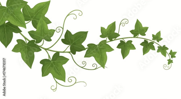 Fototapeta Ivy vine vector illustration with green leaves and curly tendrils on a white background, white background