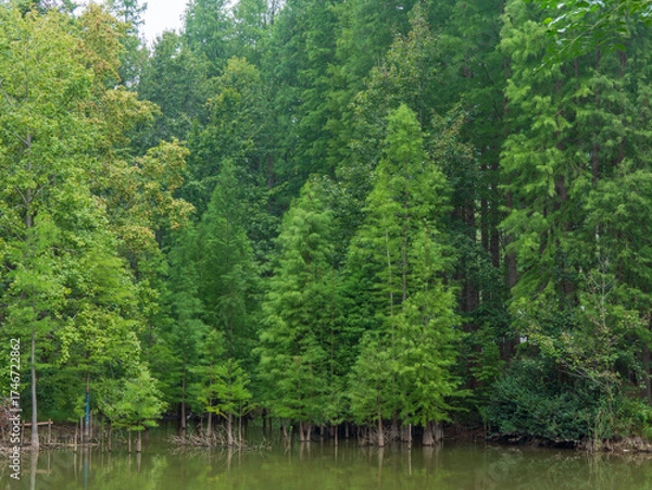 Obraz lake in the forest