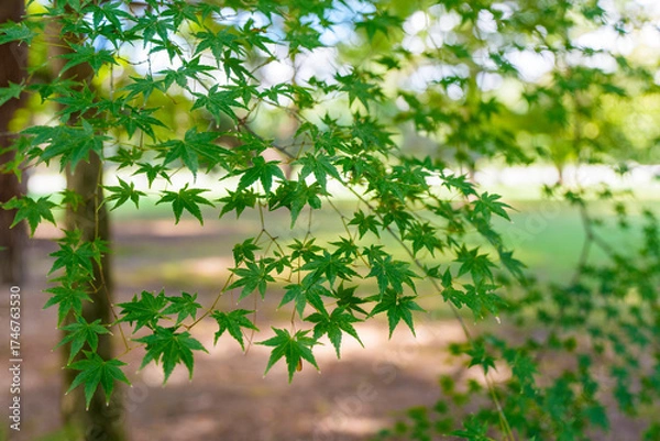 Fototapeta 初夏の日差しに輝く青もみじの葉