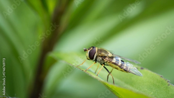 Obraz Hoverfly on a green leaf captured in detail