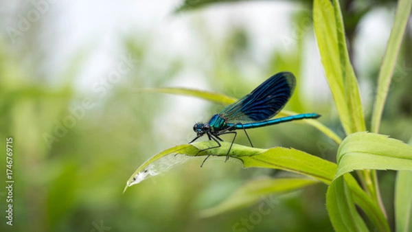 Obraz Dragonfly perched on a leaf with vivid wings