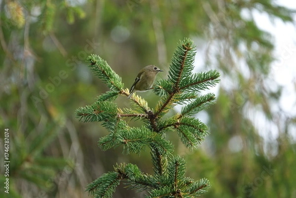Obraz the tiny goldcrest (Regulus regulus)