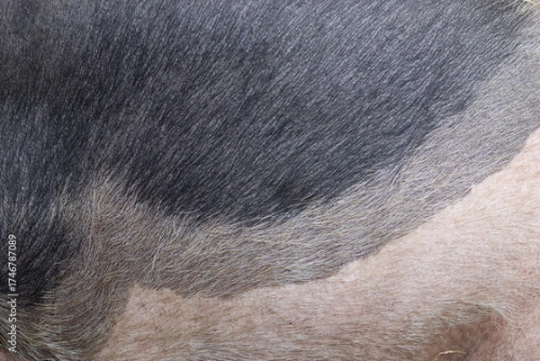 Obraz Close up of British Saddleback pig skin