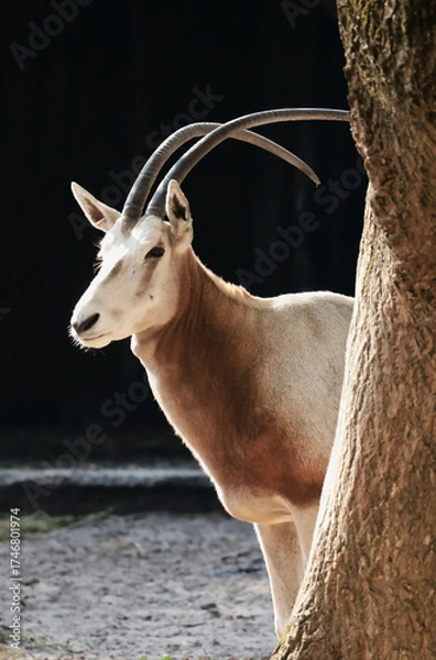 Fototapeta Oryx dammah, Scimitar oryx