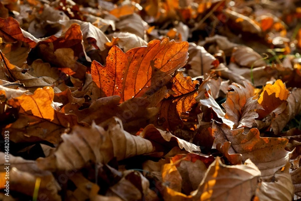 Obraz Dry fallen oak leaves
