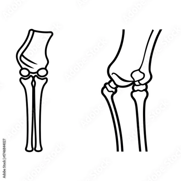 Fototapeta Anatomical diagram of the human elbow joint in two views showing bones and articulation
