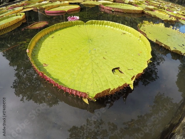 Obraz Giant LillyPad