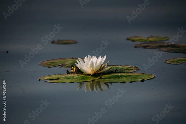 Obraz white lotus flower