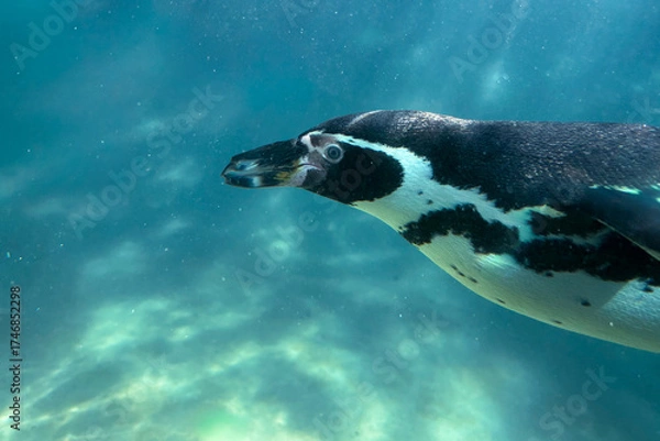 Fototapeta Humboldt penguin underwater, head and face shot.