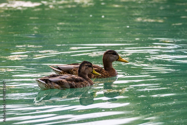 Obraz duck on the lake