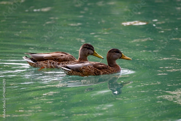 Obraz duck and ducklings