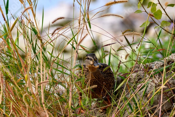 Obraz bird in the grass