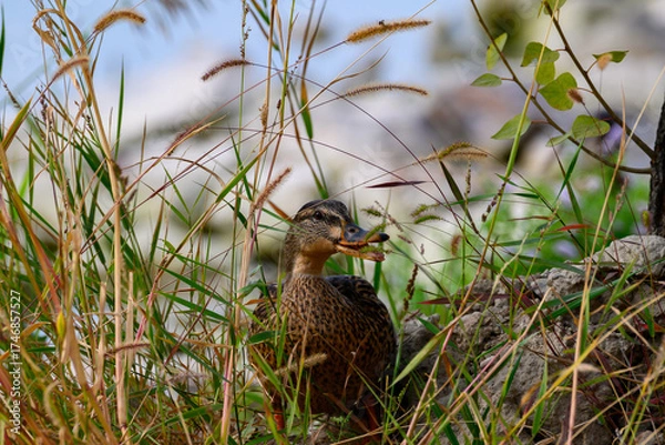 Obraz wild duck in the grass