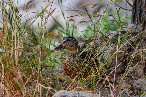 Obraz duck in the grass