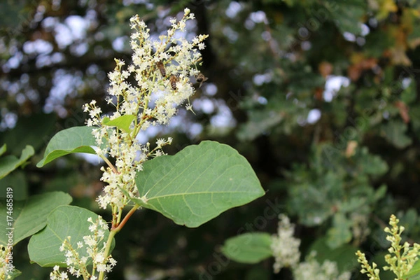 Obraz Renouée du Japon