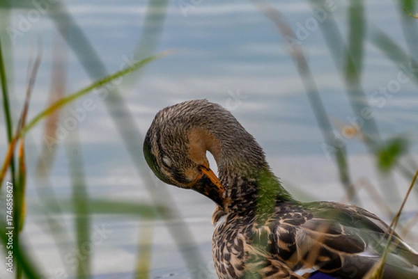 Obraz duck in the water