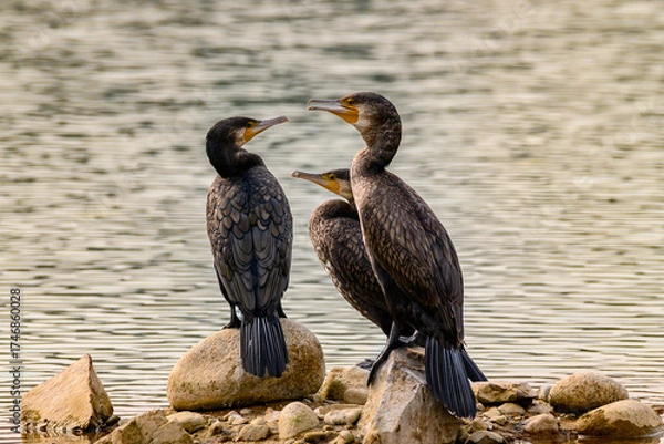 Obraz black crowned night heron