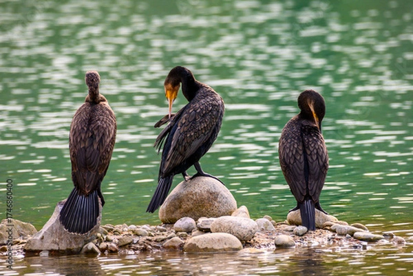 Obraz pelicans on a rock