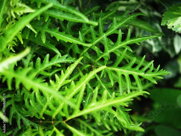 Obraz polyscia green in garden and background 