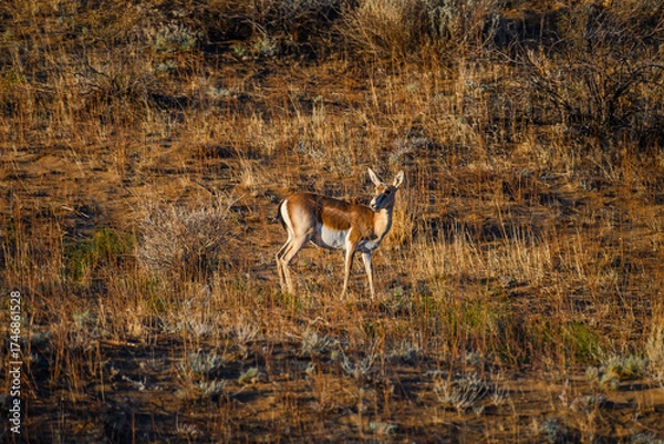 Obraz deer in the wild