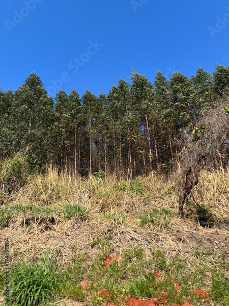 Obraz beautiful rural landscape