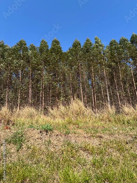 Obraz beautiful rural landscape