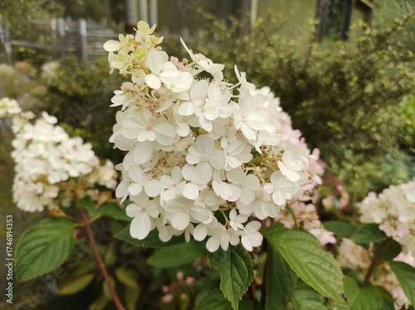 Obraz Hydrangea paniculata 'Vanille Fraise'
