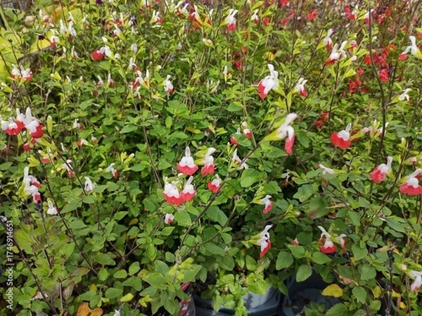Obraz Salvia x jamensis 'Hot Lips'