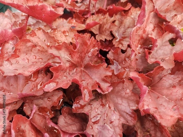 Obraz Heuchera 'Carnival Burgundy Blast'