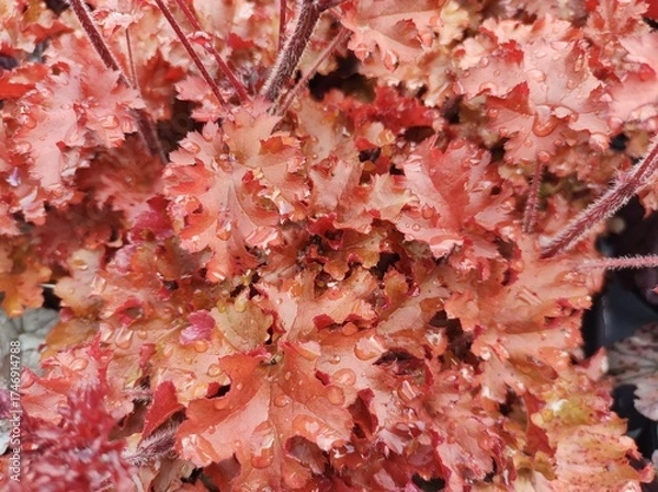 Obraz Heuchera 'Cherryberry'