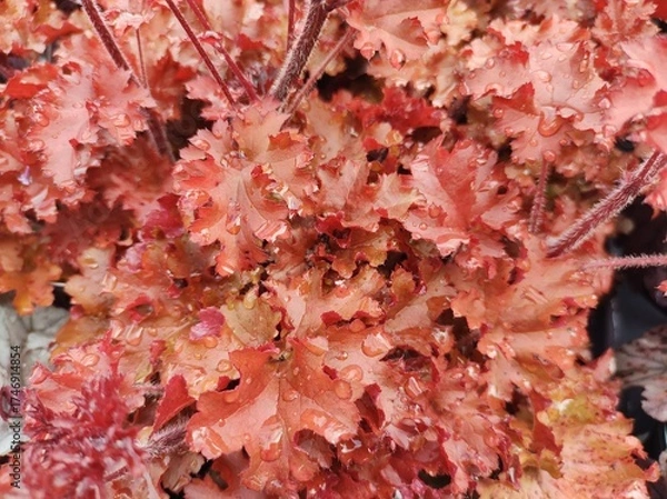 Obraz Heuchera 'Cherryberry'