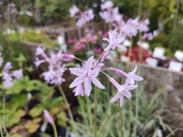 Obraz Tulbaghia violacea 'Silver Lace'