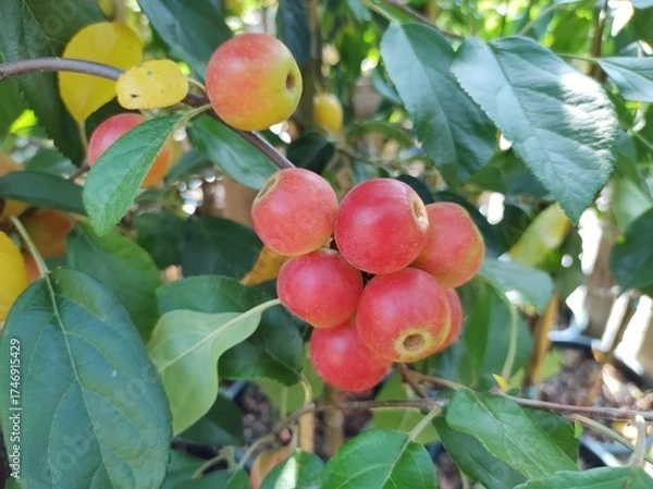 Obraz Malus 'Gorgeous'