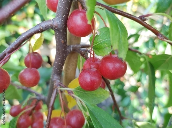 Obraz Malus 'Sun Rival'