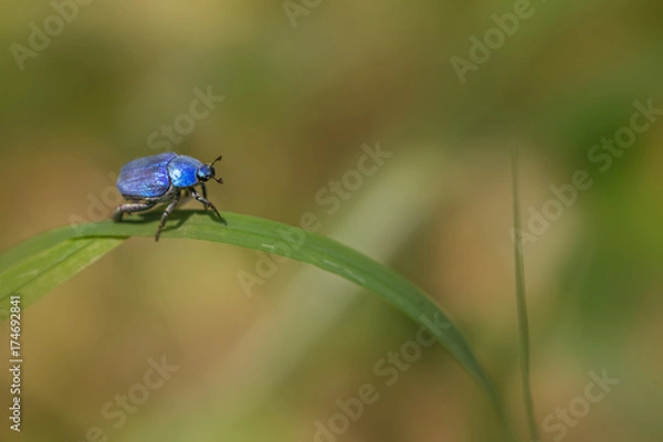Obraz blue Bug