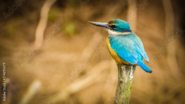 Obraz Kingfisher on a stick