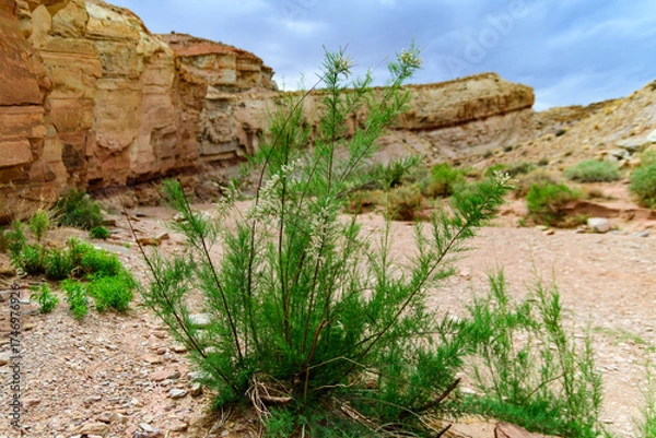 Fototapeta Bush of a drought tolerant plant on red rocks in a Little Wild Horse Canyon, Utah  USA