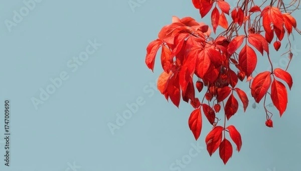 Fototapeta Vibrant red leaves against a soft blue sky