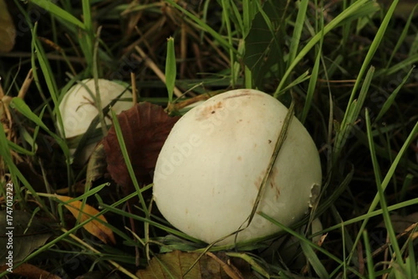 Obraz Agaricus campestris is a widely eaten gilled mushroom closely, is commonly known as the field mushroom or, in European, meadow mushroom.Field mushroom on a meadow, close up.
