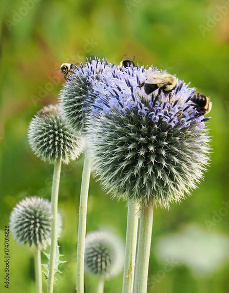 Fototapeta A Focus Stacked Close-up Image of Bees on Globe Thistles In a Garden Flower Bed