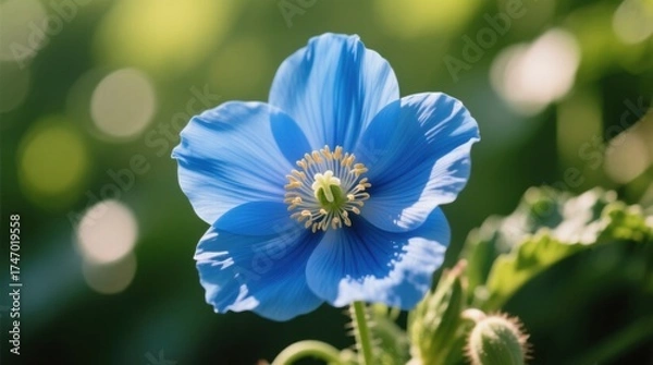 Obraz  a blue poppy flower with its petals and buds in the foreground, set against a blurred green background