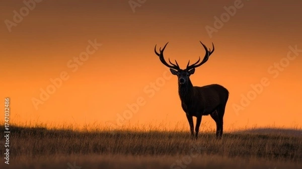 Fototapeta Majestic stag silhouetted against a fiery sunset sky