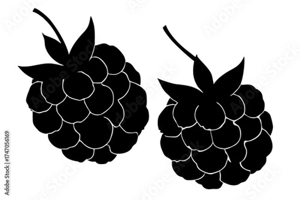 Obraz A colorful vector illustration of raspberry, blackberry, and grape fruit on a vine with green leaf and a purple bunch