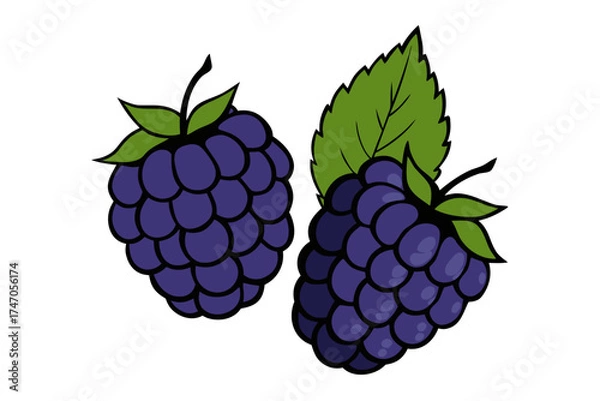 Obraz A bunch of fresh, ripe blackberry and raspberry fruit with green leaves isolated on a white background, representing a sweet and healthy summer berry food